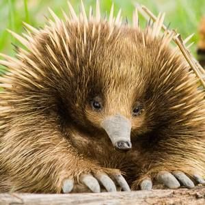 Meet your Posher, Patty